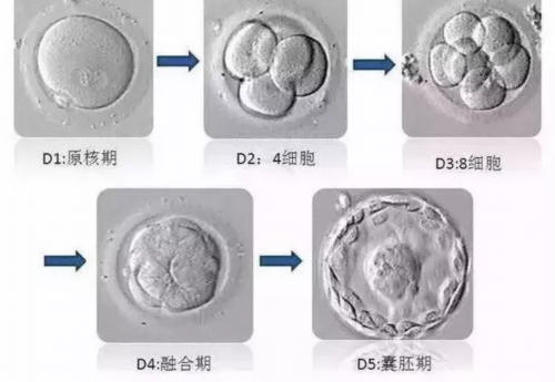 广州私人医院供卵,试管移植后可以吃山竹吗_上海供卵中介机构有哪些-试管婴儿