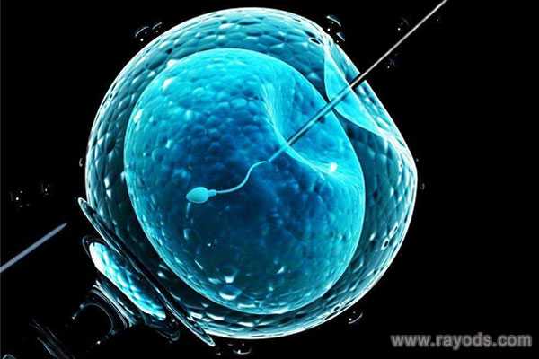 永定县借卵子流程_试管婴儿可以做性别鉴定吗新鲜胚胎做囊胚成功率高